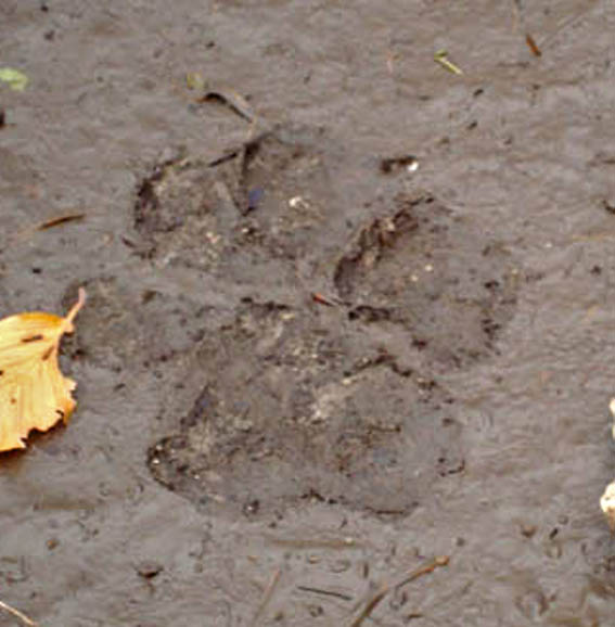 La lince nell'' Appennino centrale