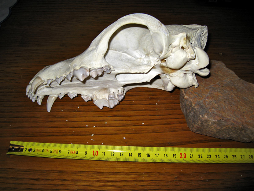 cranio di canide