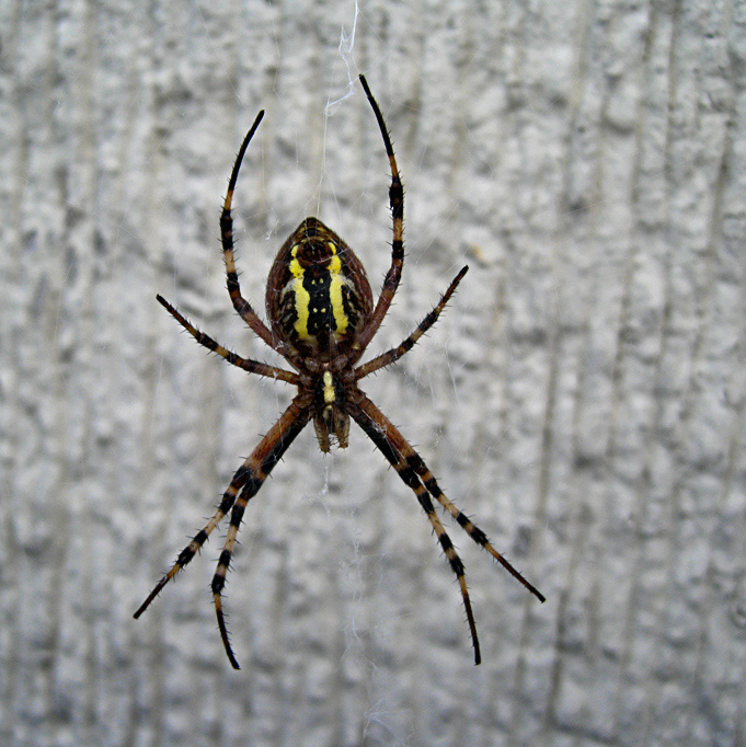 Argiope bruennichi