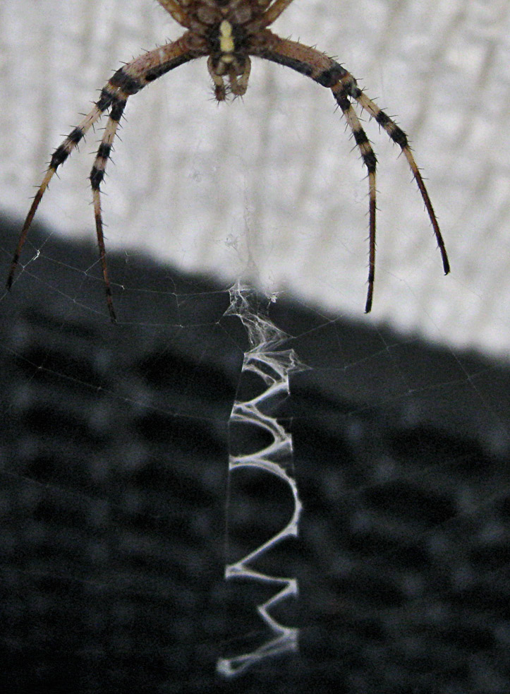 Argiope bruennichi