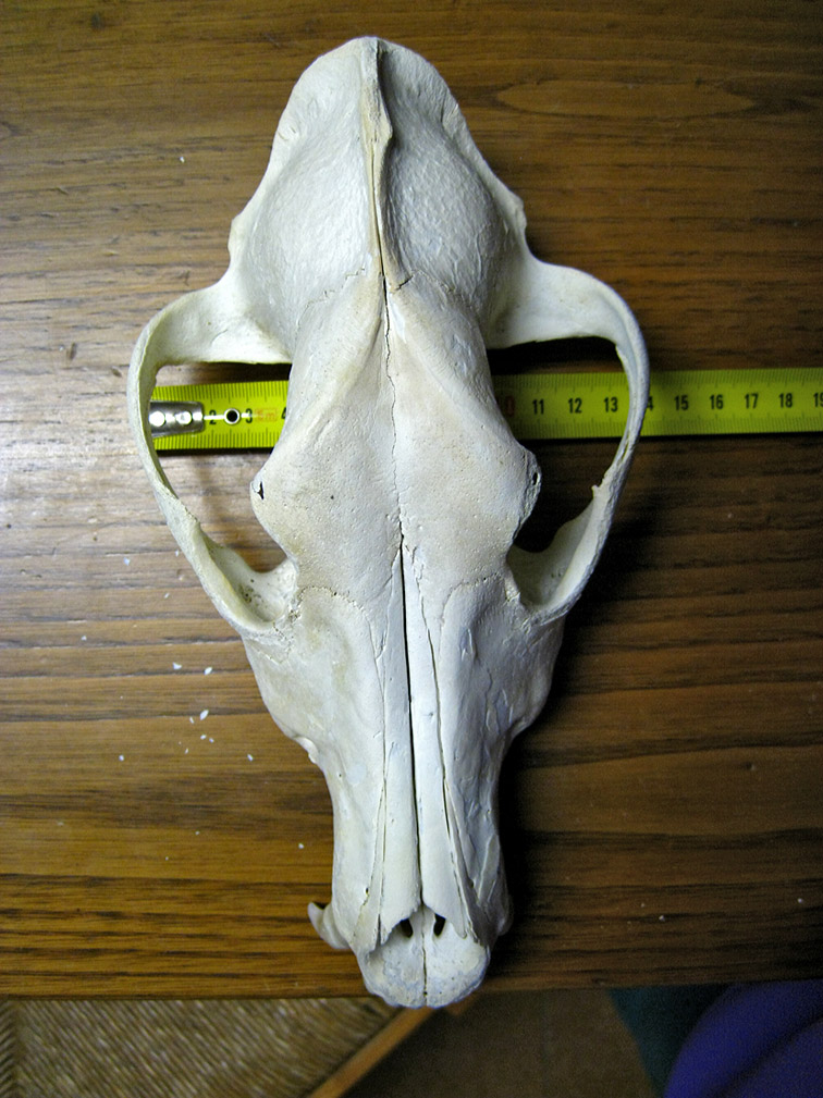 cranio di canide