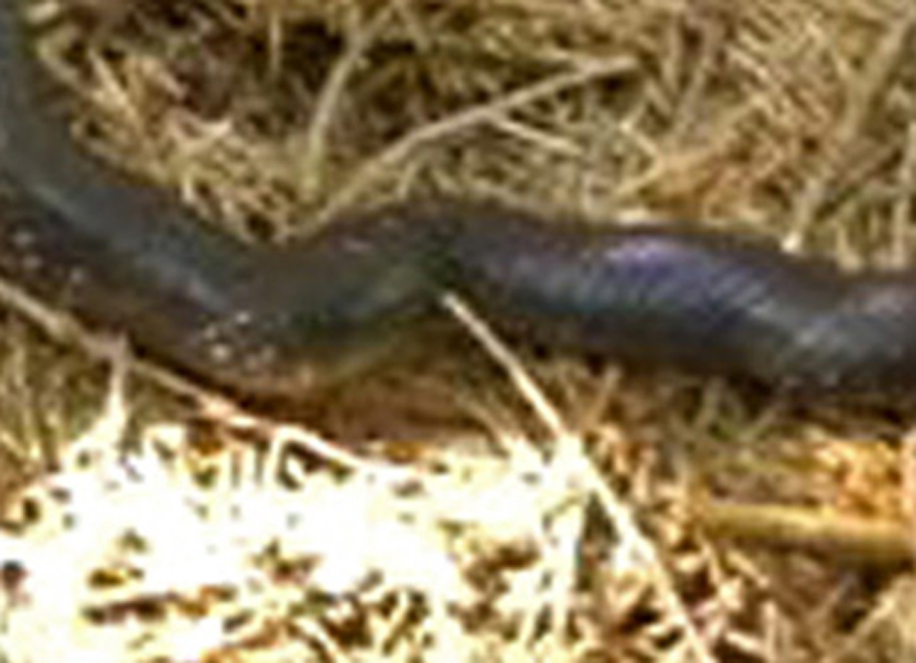Saettone della Val Pesarina  ( Zamenis longissimus)