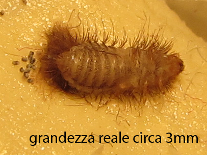 Larva di Dermestidae