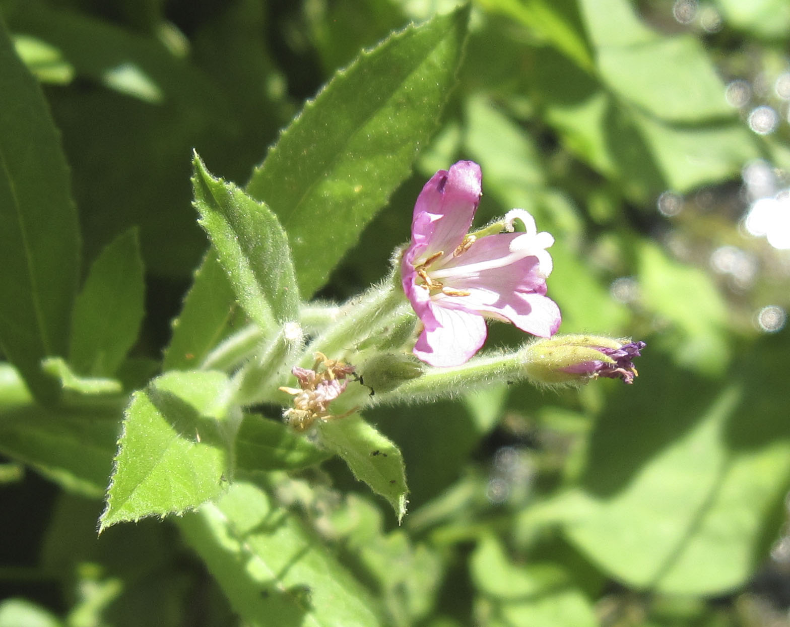 Epilobium hirsutum