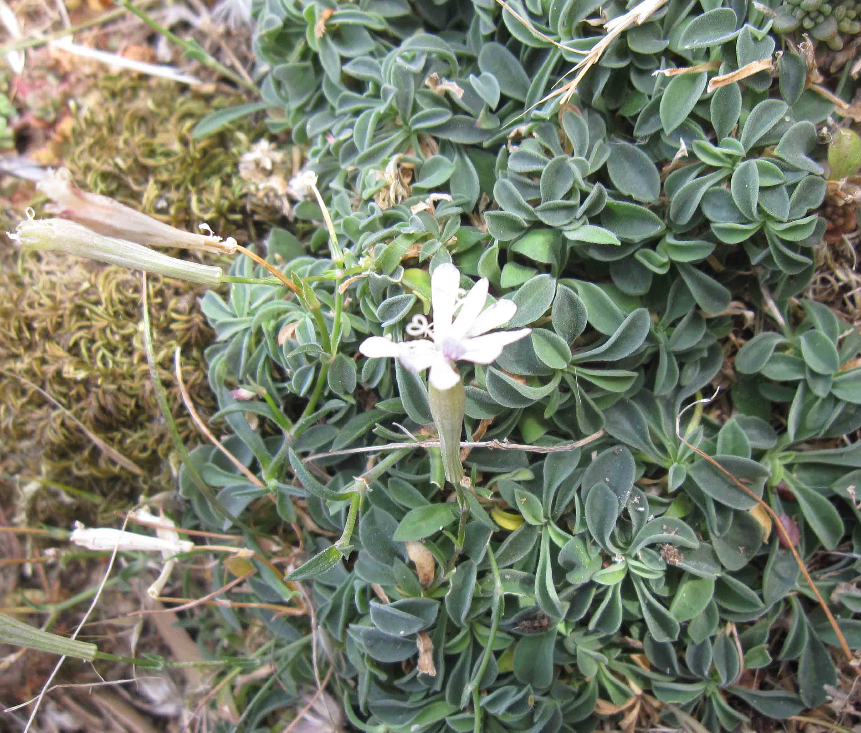 Cerastium? no, Silene nodulosa