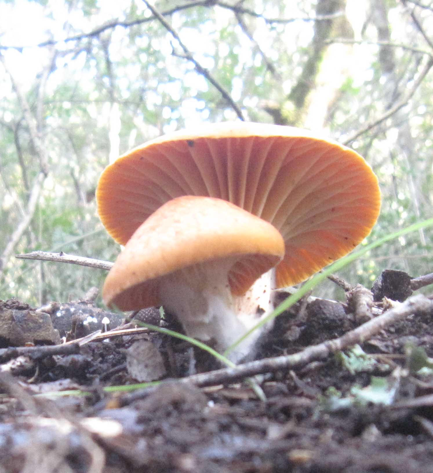 funghi a gennaio