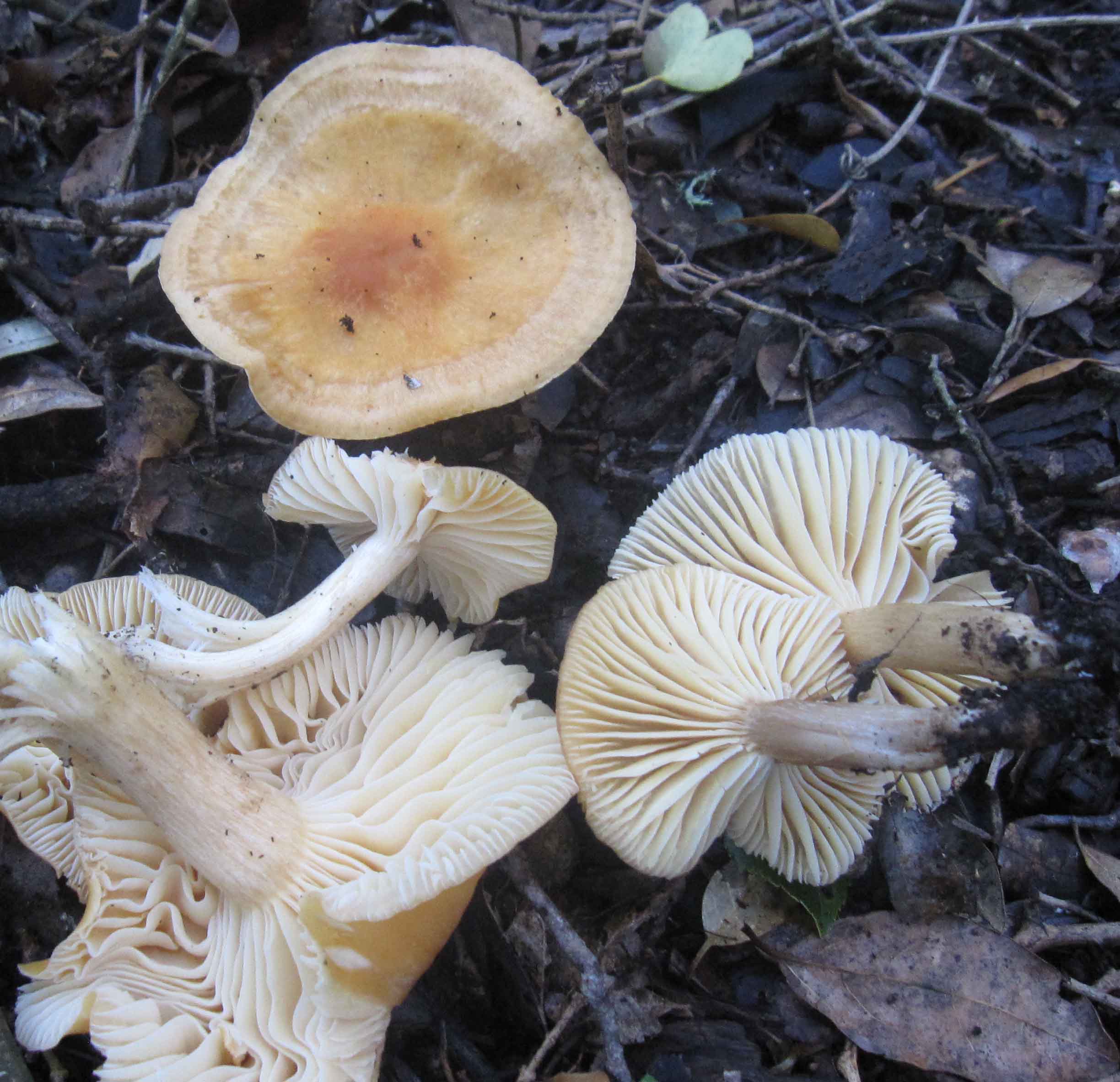 funghi a gennaio