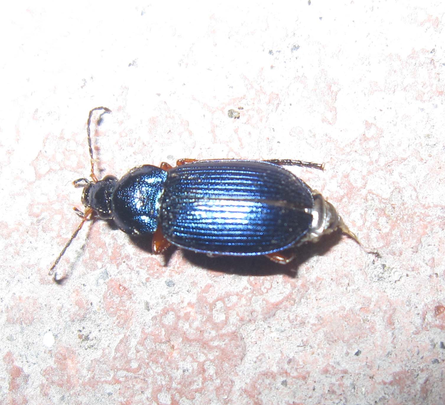 insetto blu (morto): Dinodes decipiens (Carabidae)