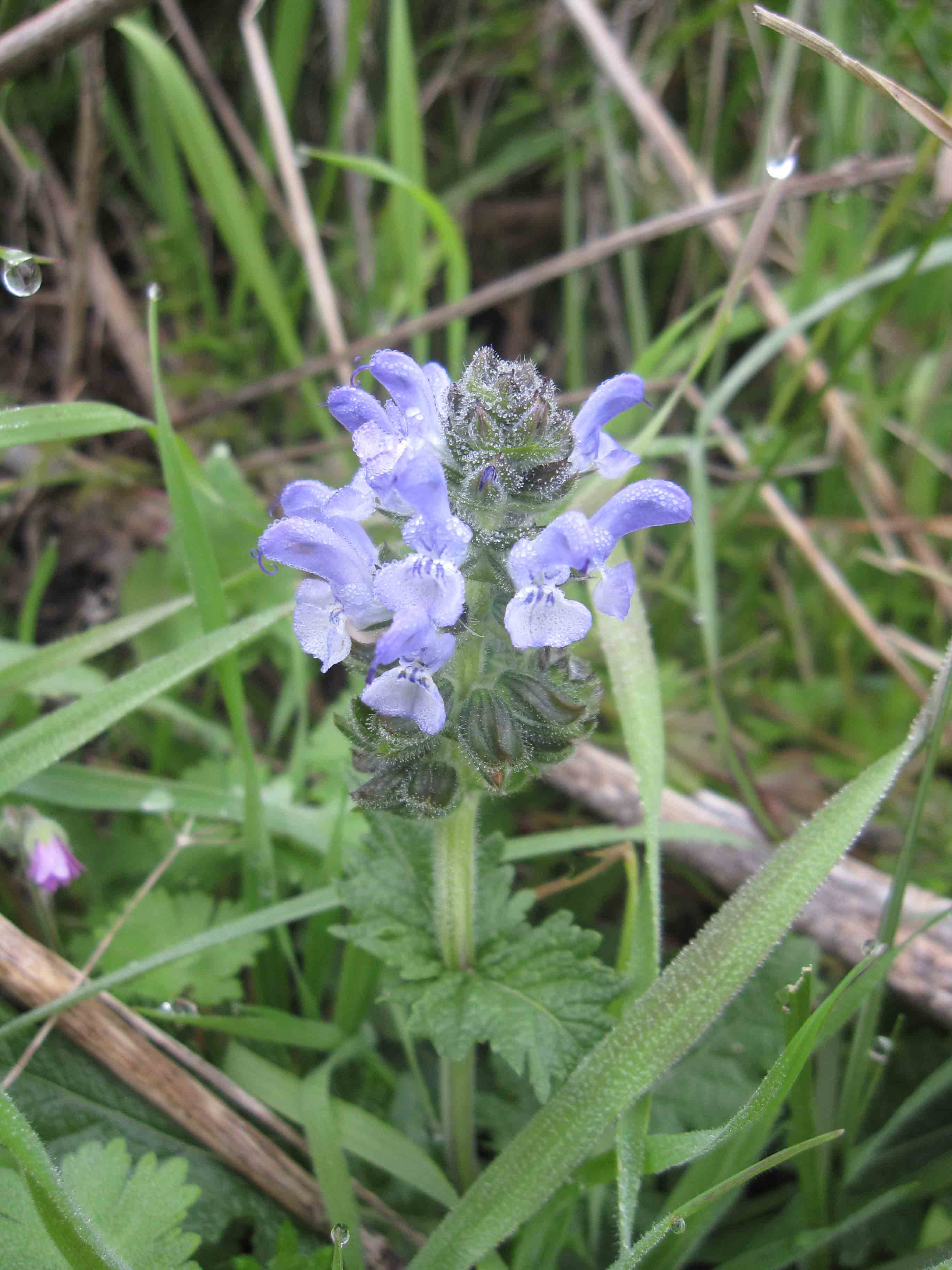 Salvia clandestina