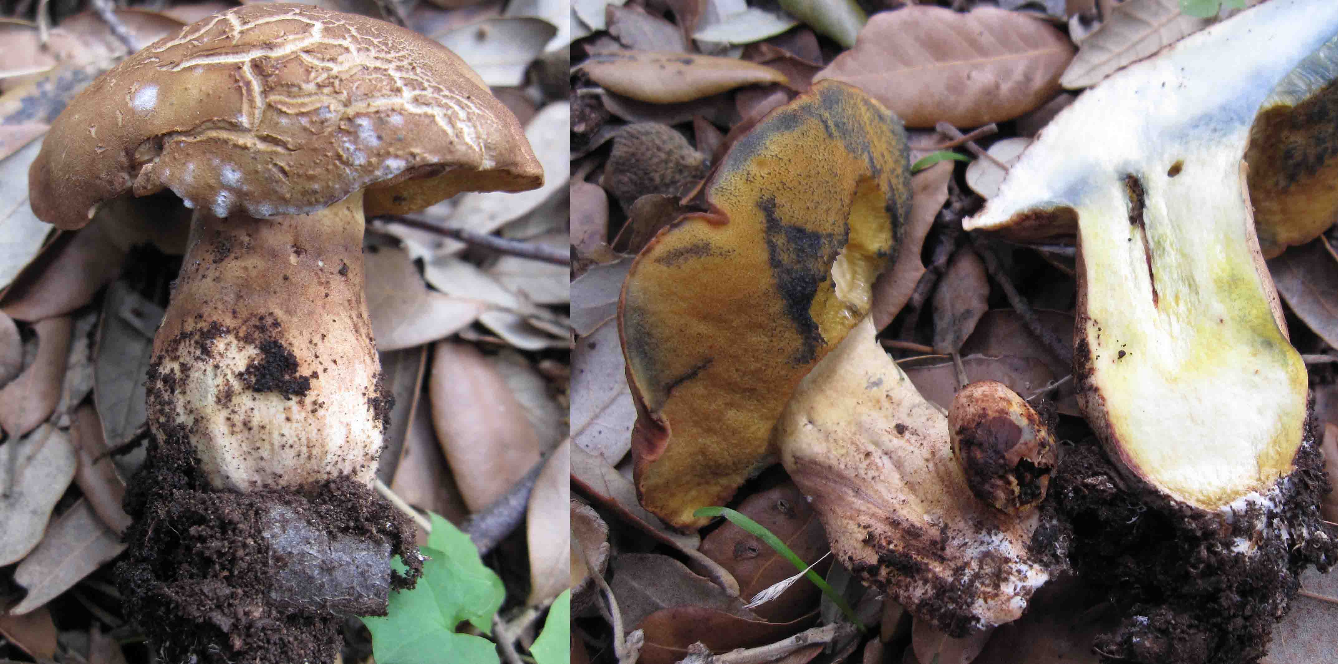 tre boletus