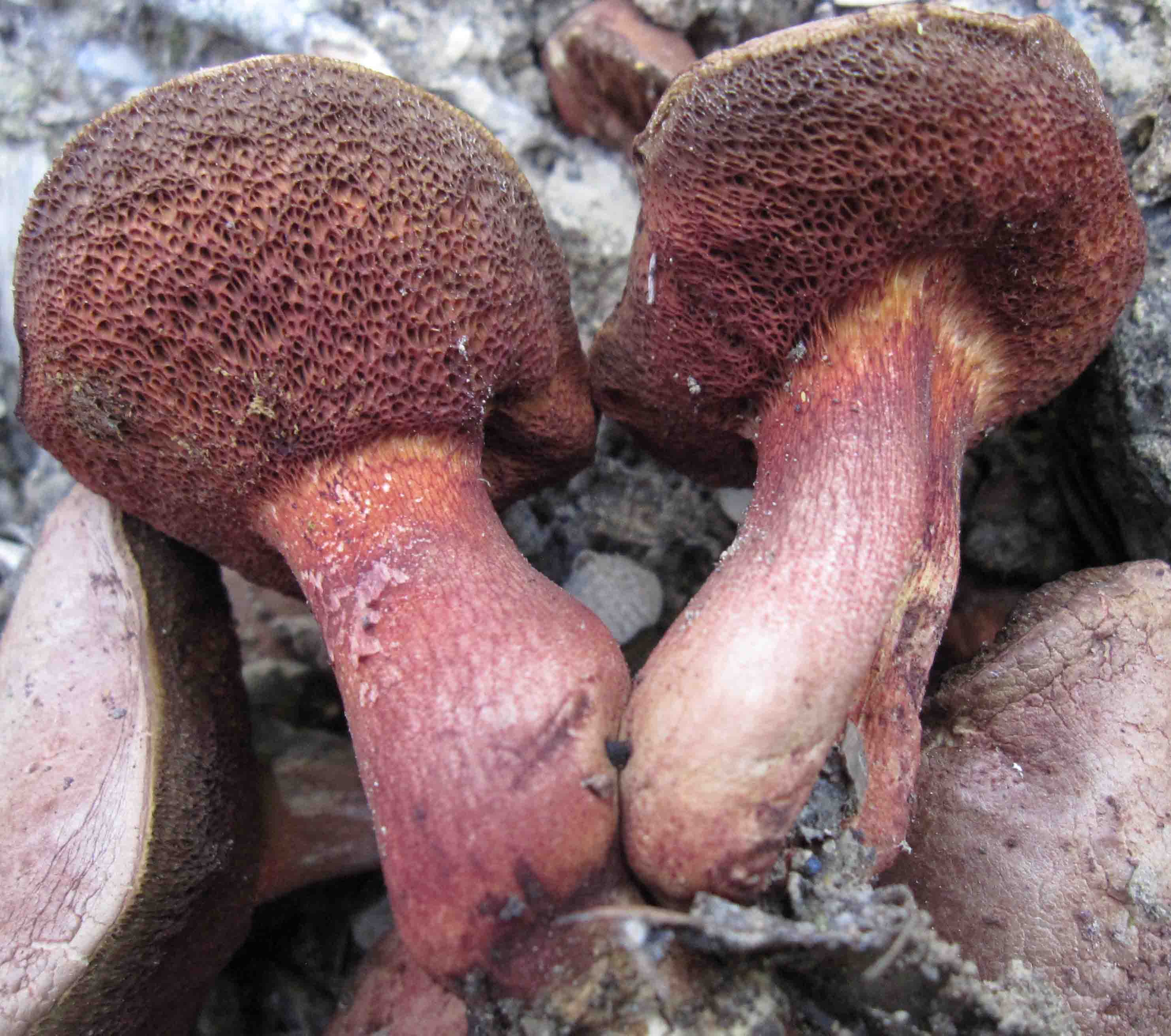 tre boletus