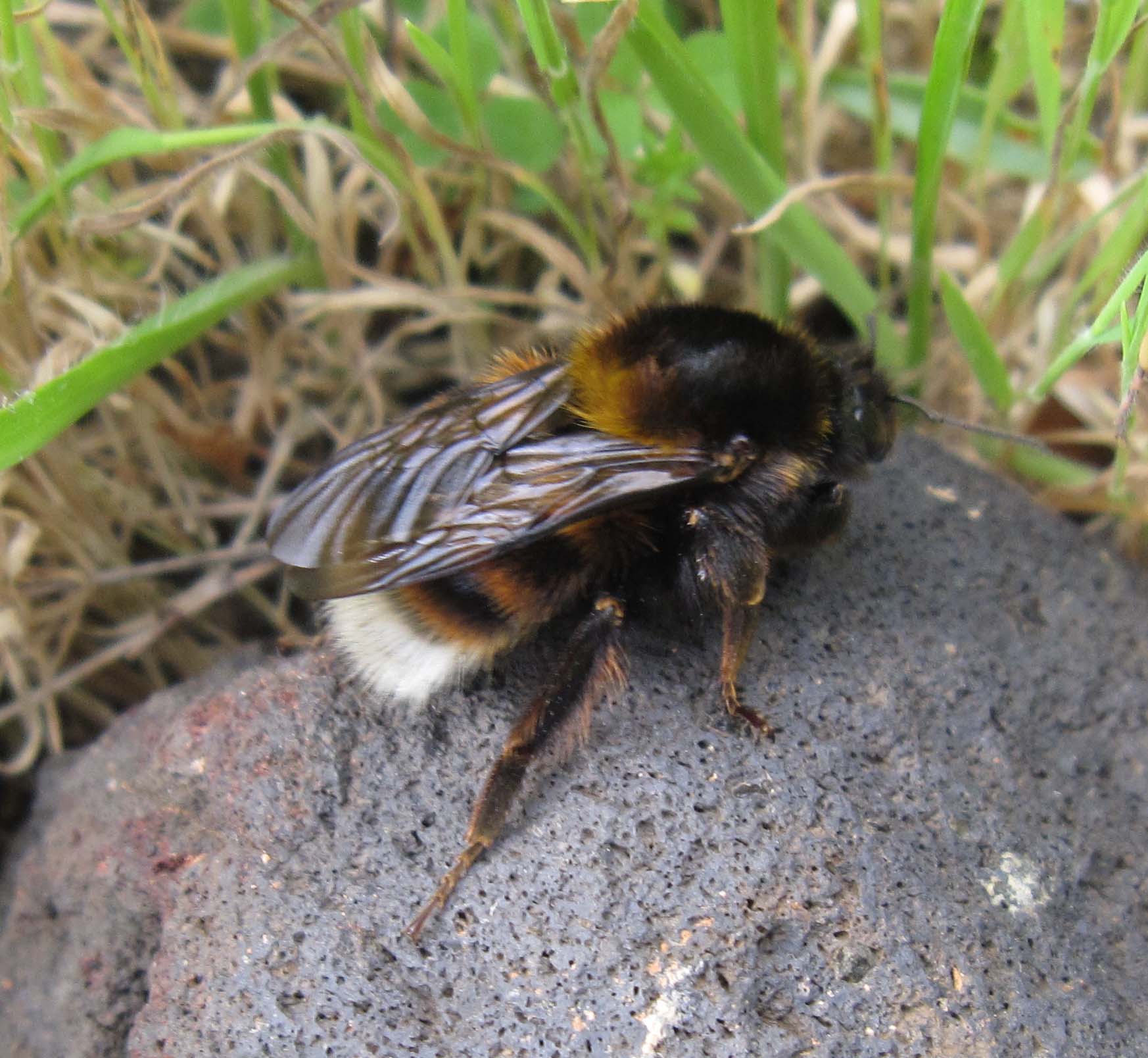 cfr Bombus (Megabombus) ruderatus sardiniensis