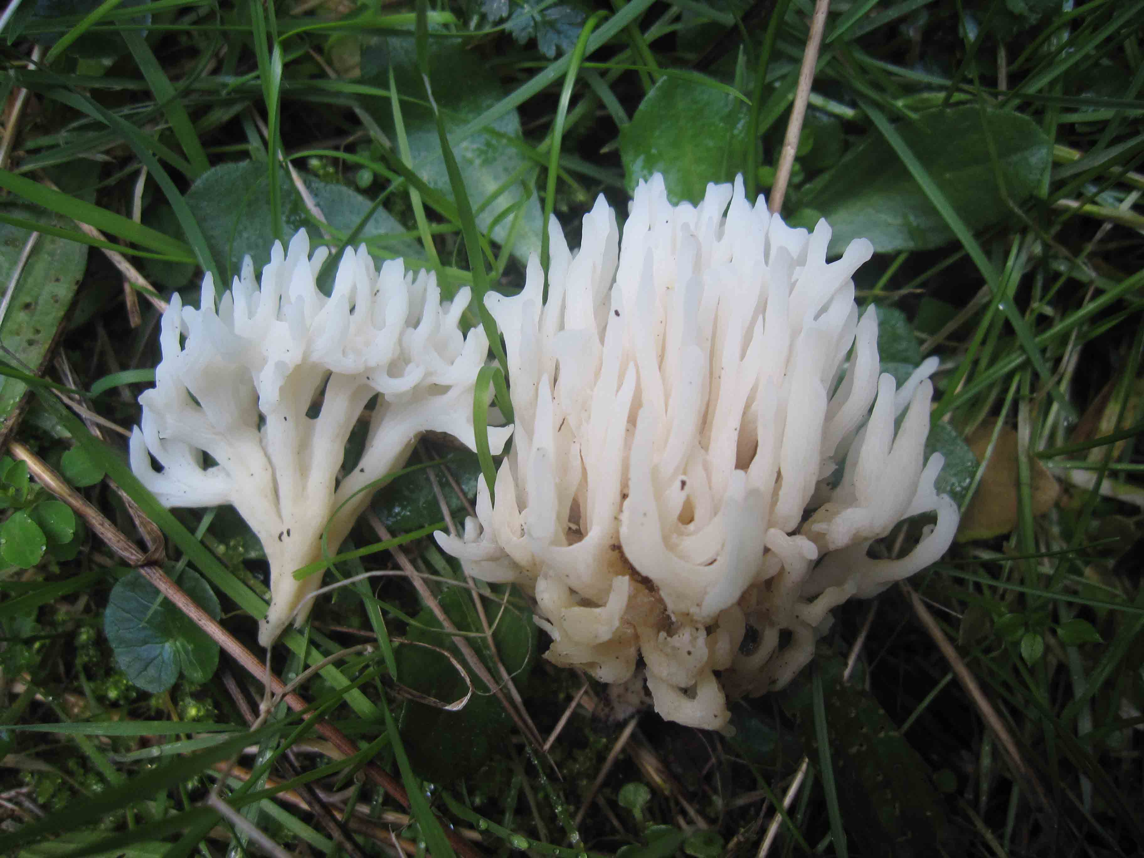 funghi a gennaio