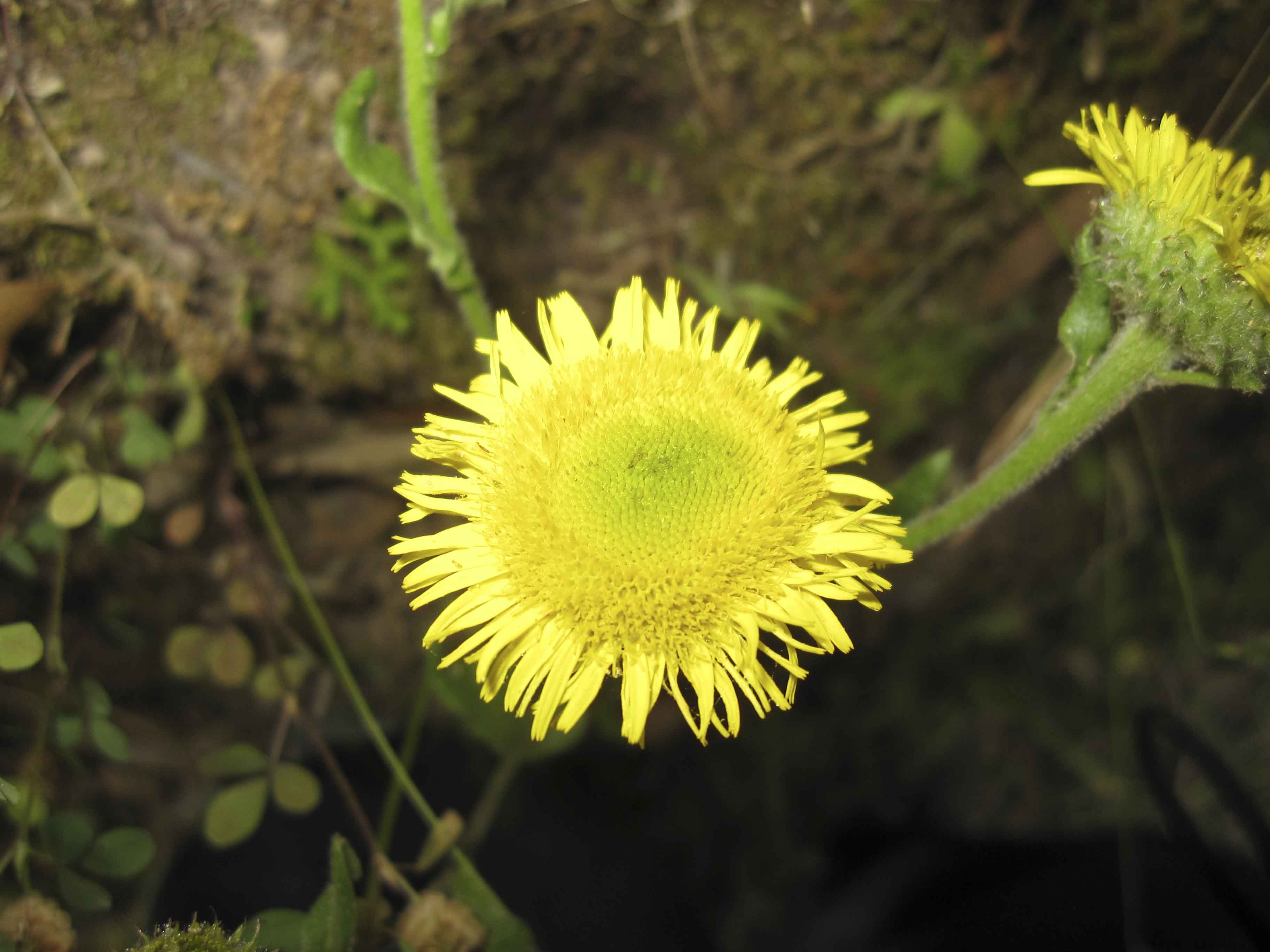 Composita - Pulicaria odora