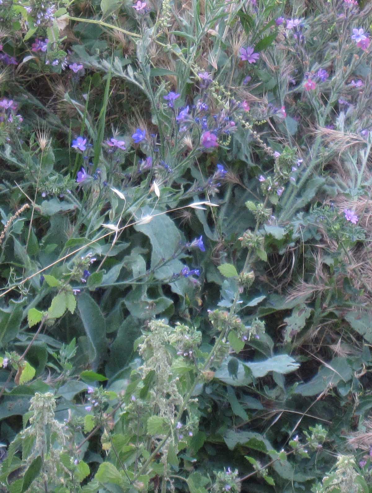 Anchusa azurea