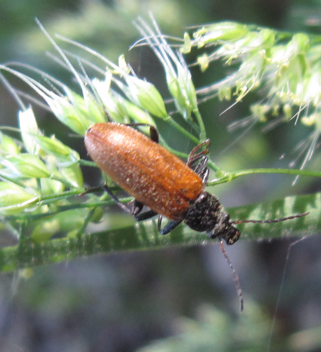 Megischia curvipes (Tenebrionidae)