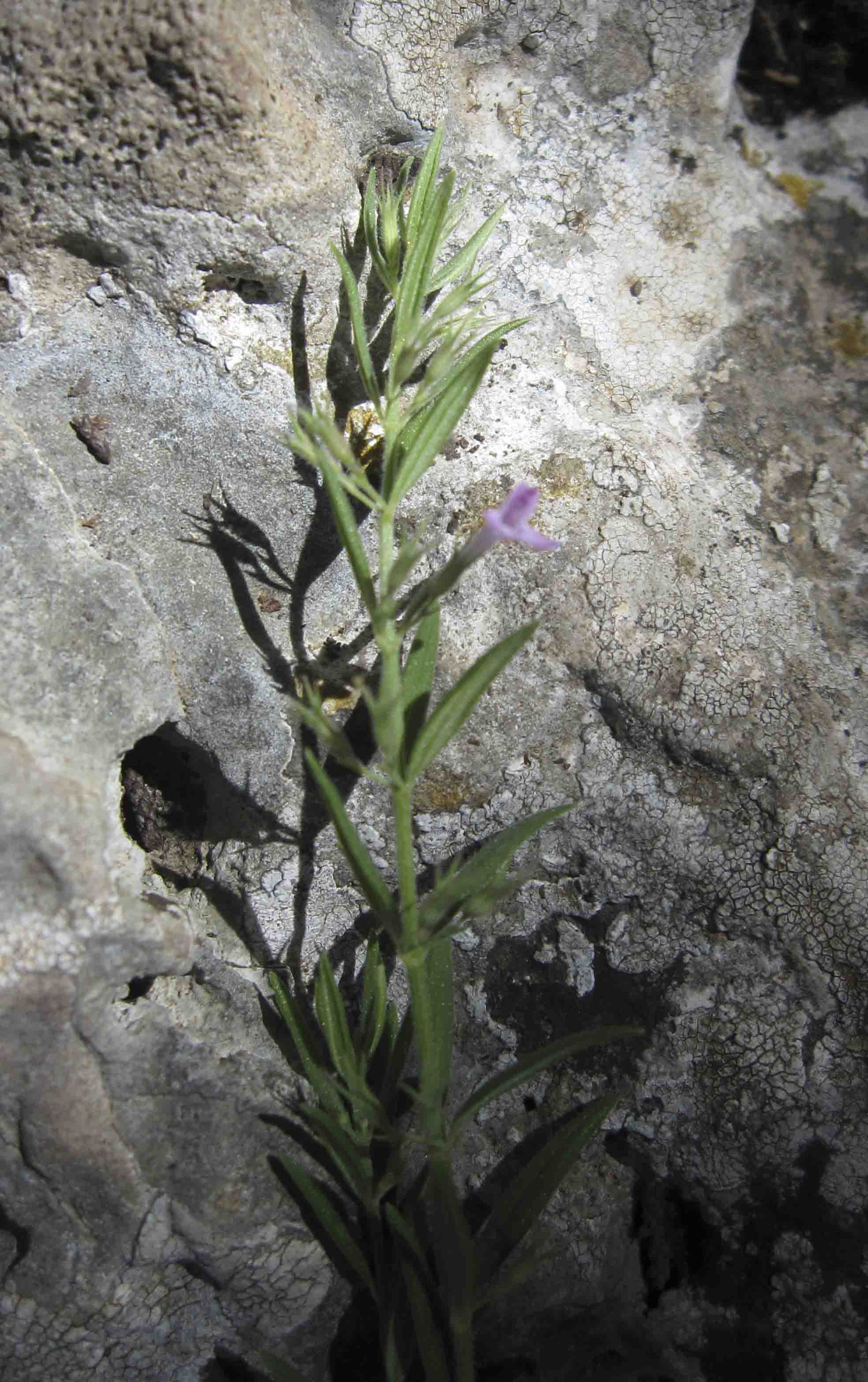 Isola di Tavolara:- Micromeria graeca