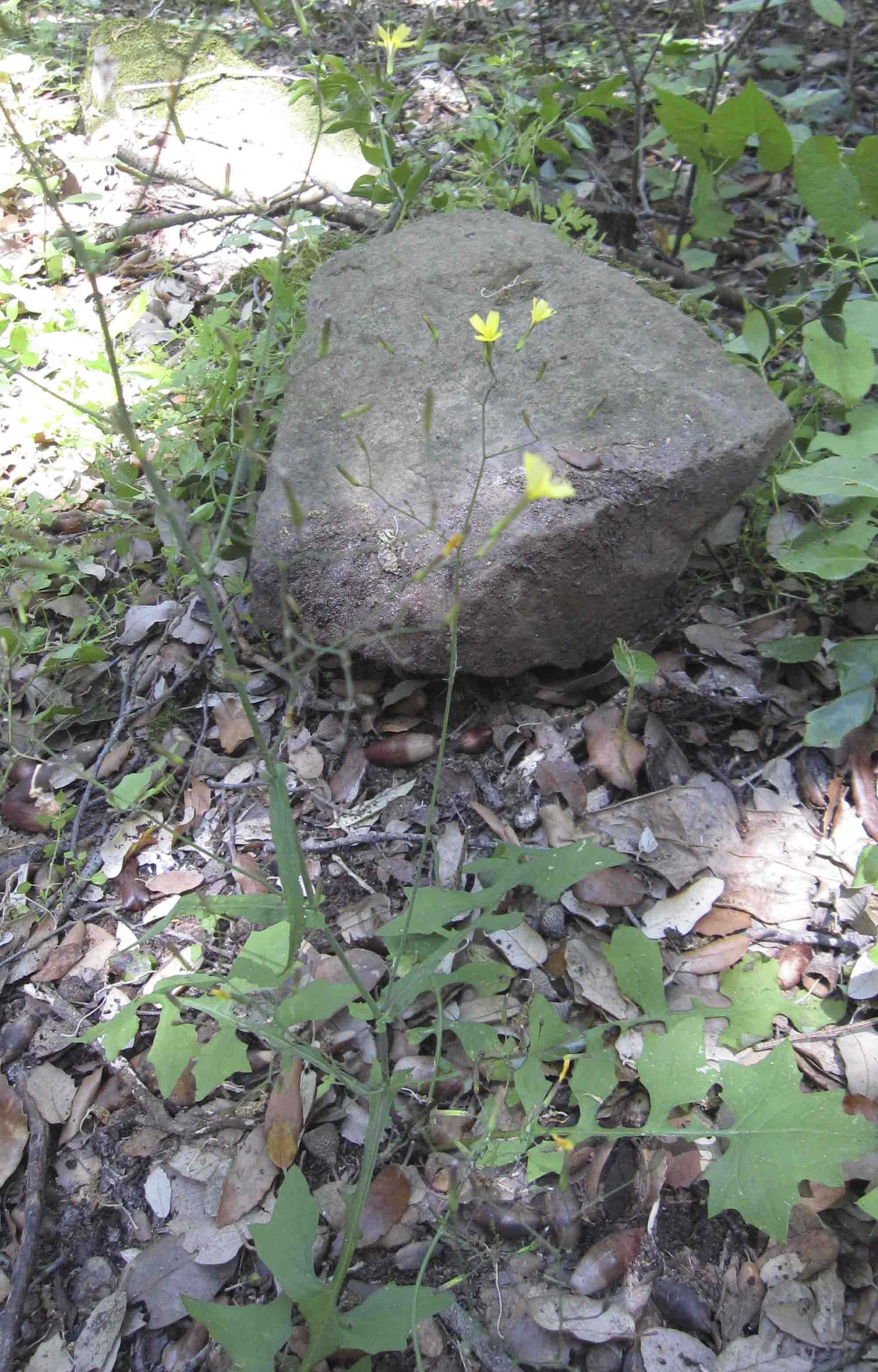 Mycelis muralis (=Lactuca muralis)