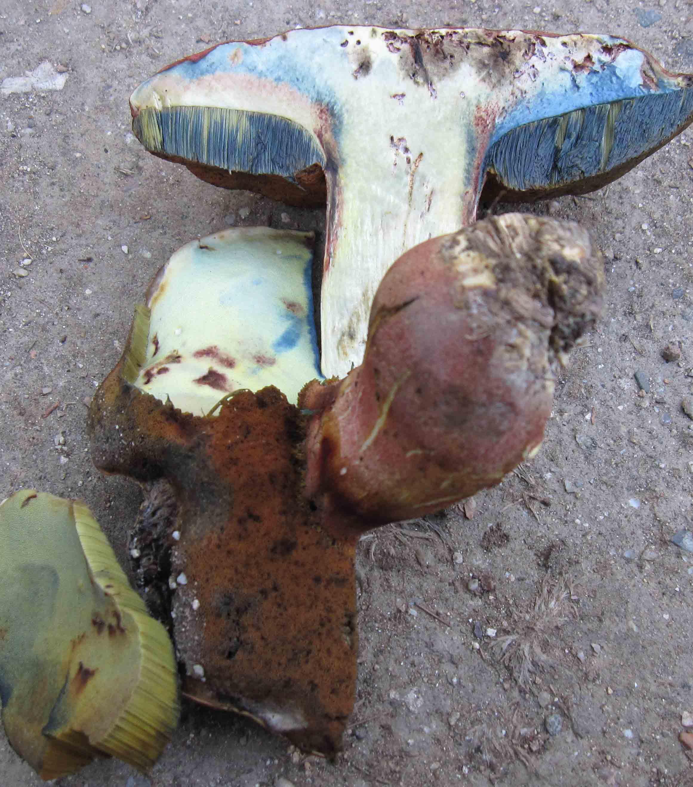 grande boletus