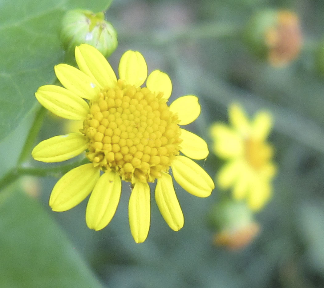 Composita - Jacobaea aquatica