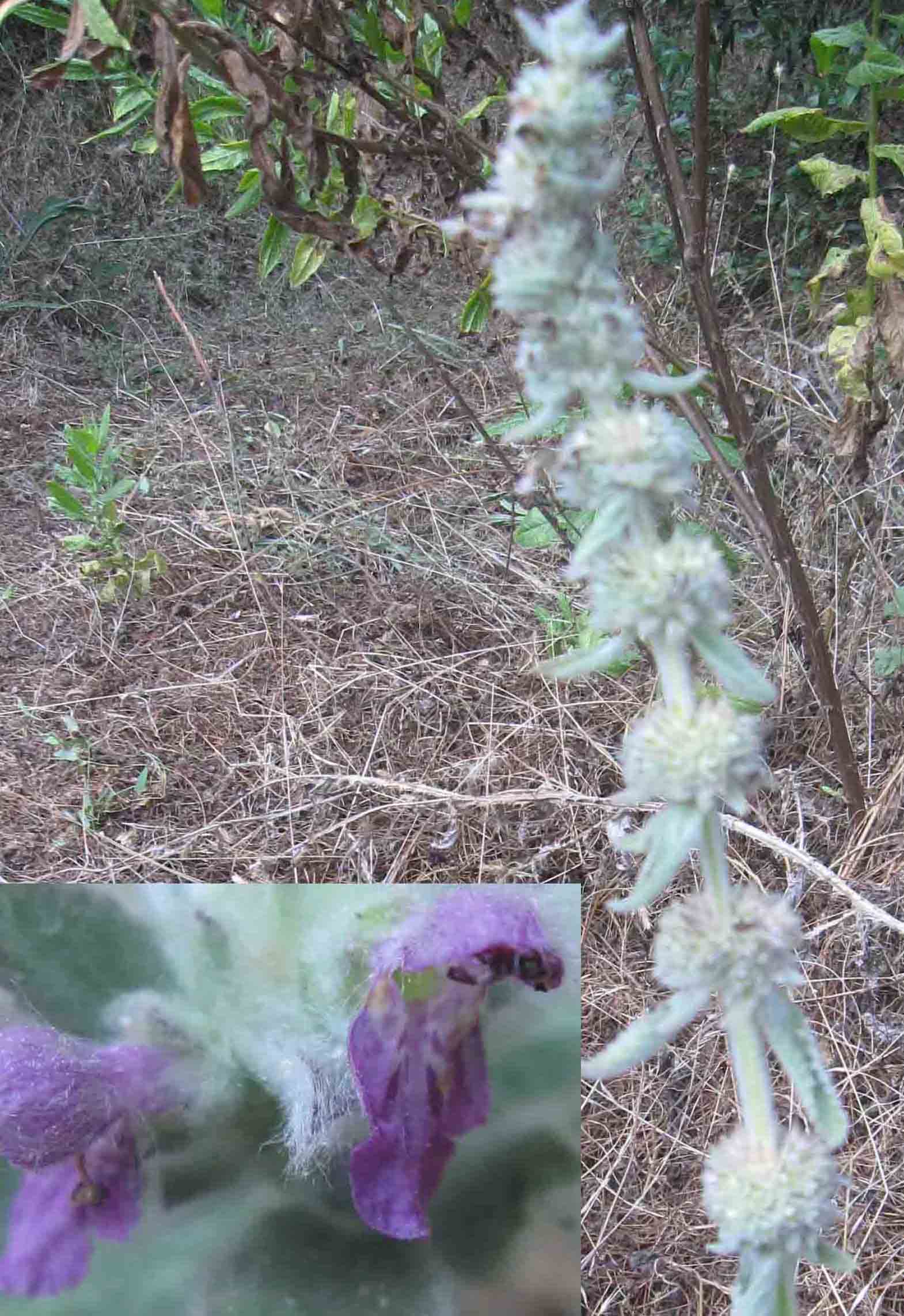 Stachys germanica