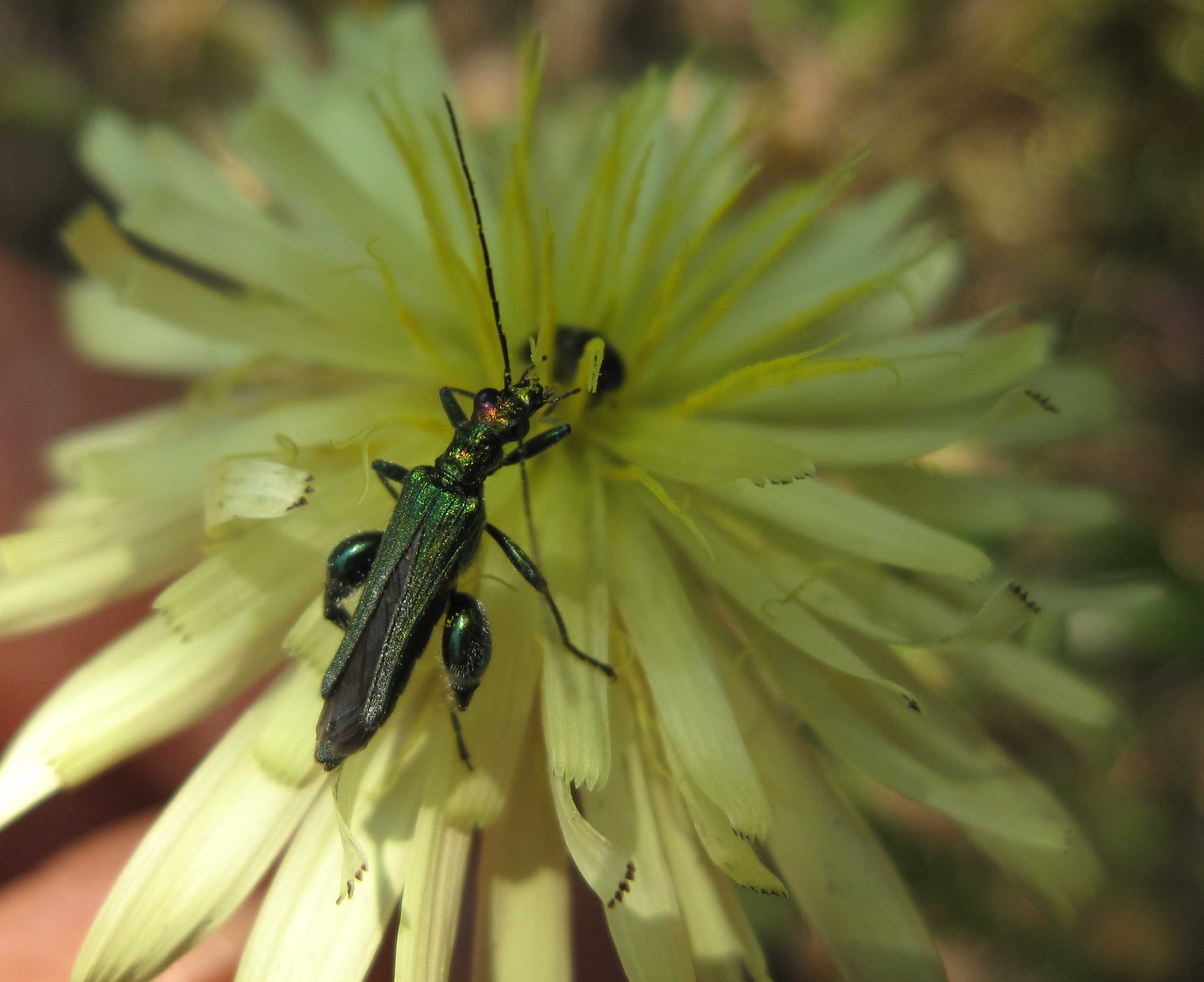 Oedemeridae sardo: maschio di Oedemera nobilis