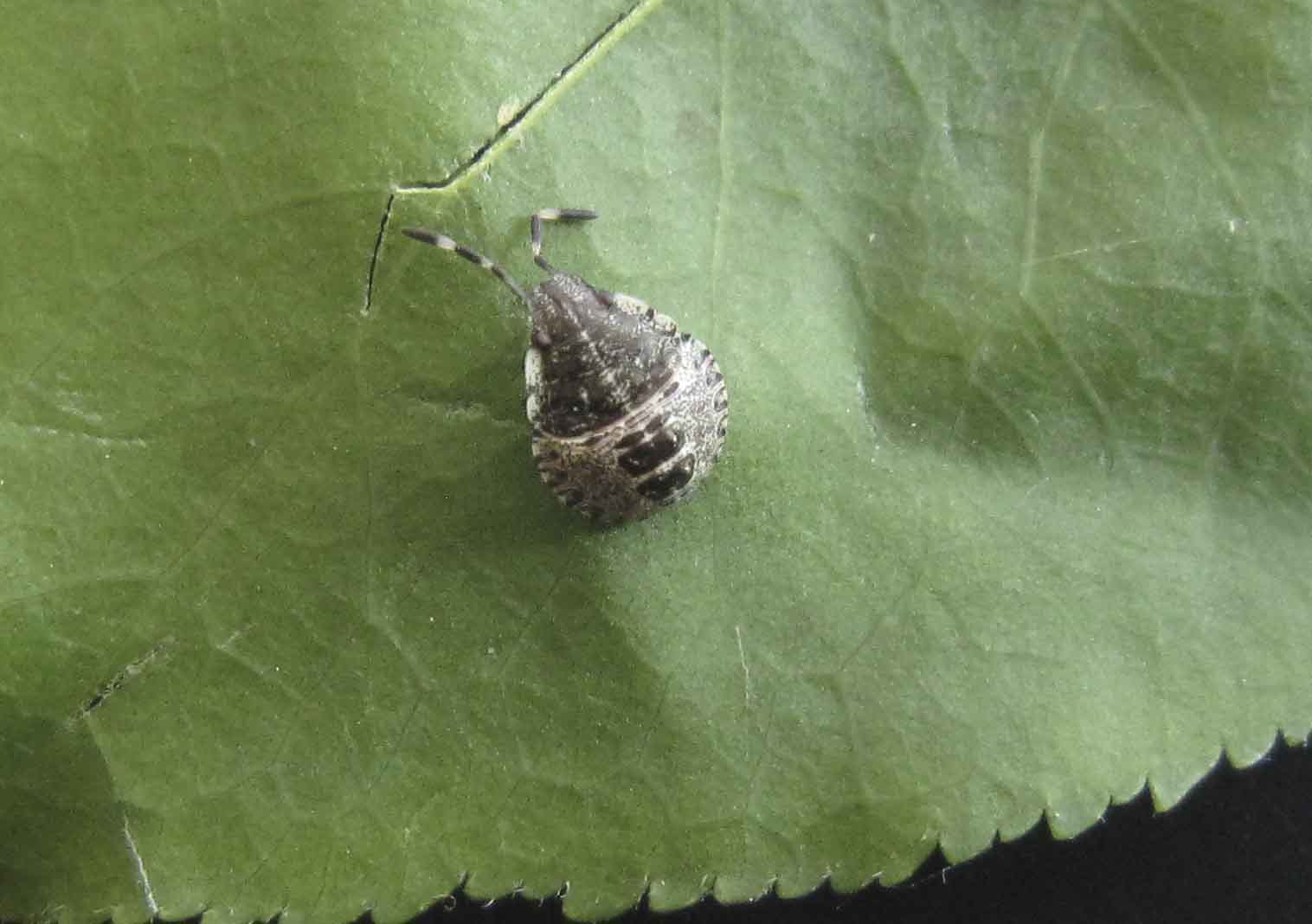 parassita frutti?