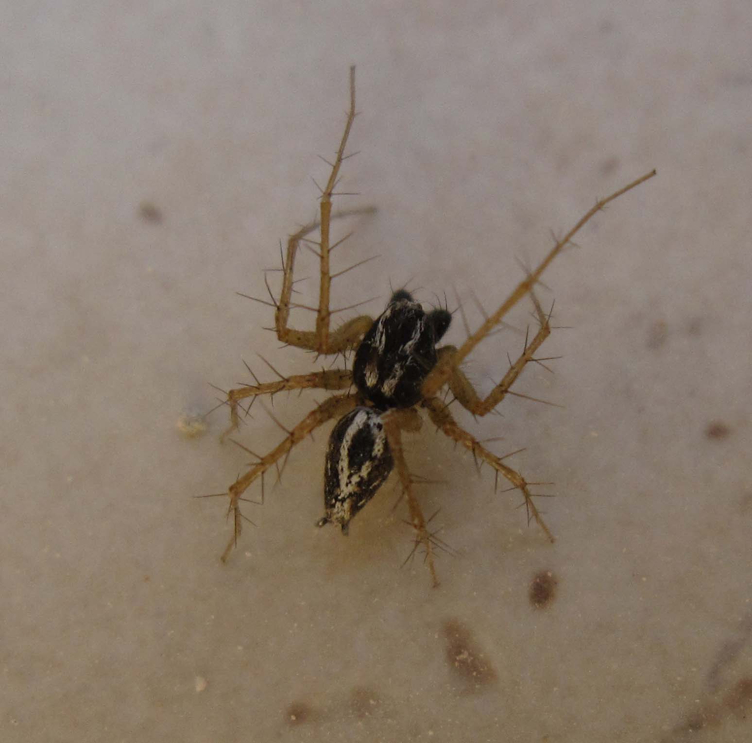 Oxyopes sp.
