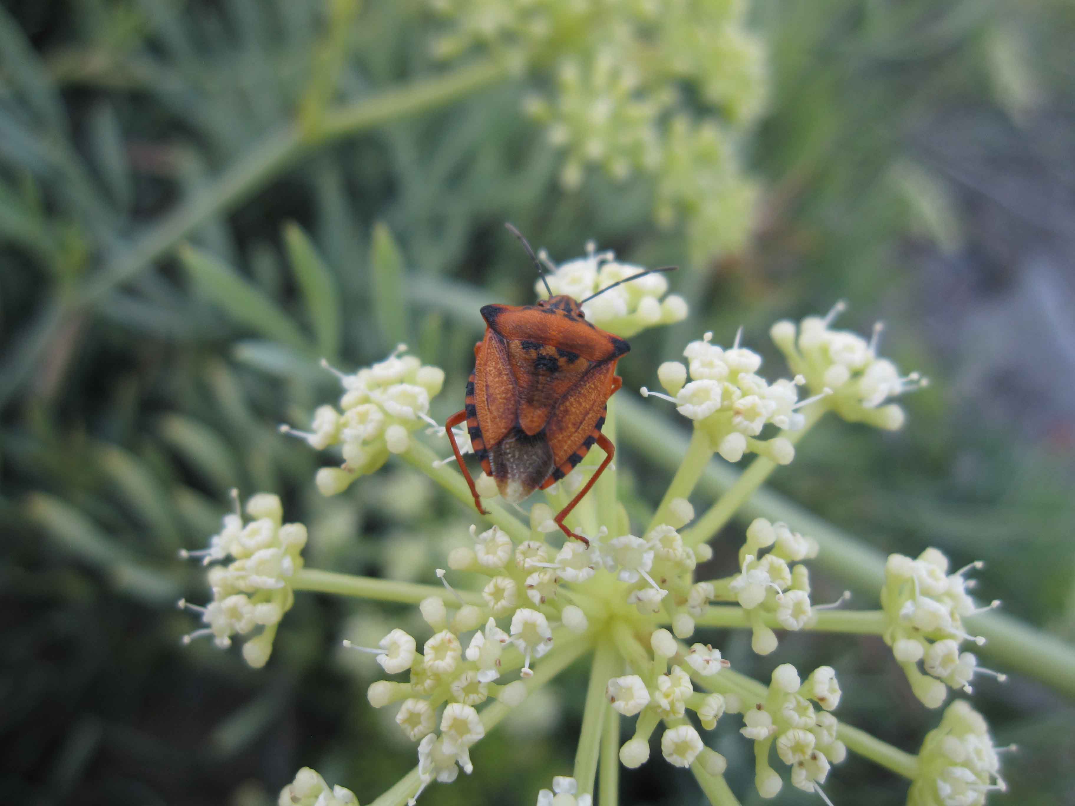 Carpocoris mediterraneus atlanticus e Graphosoma lineatum lineatum