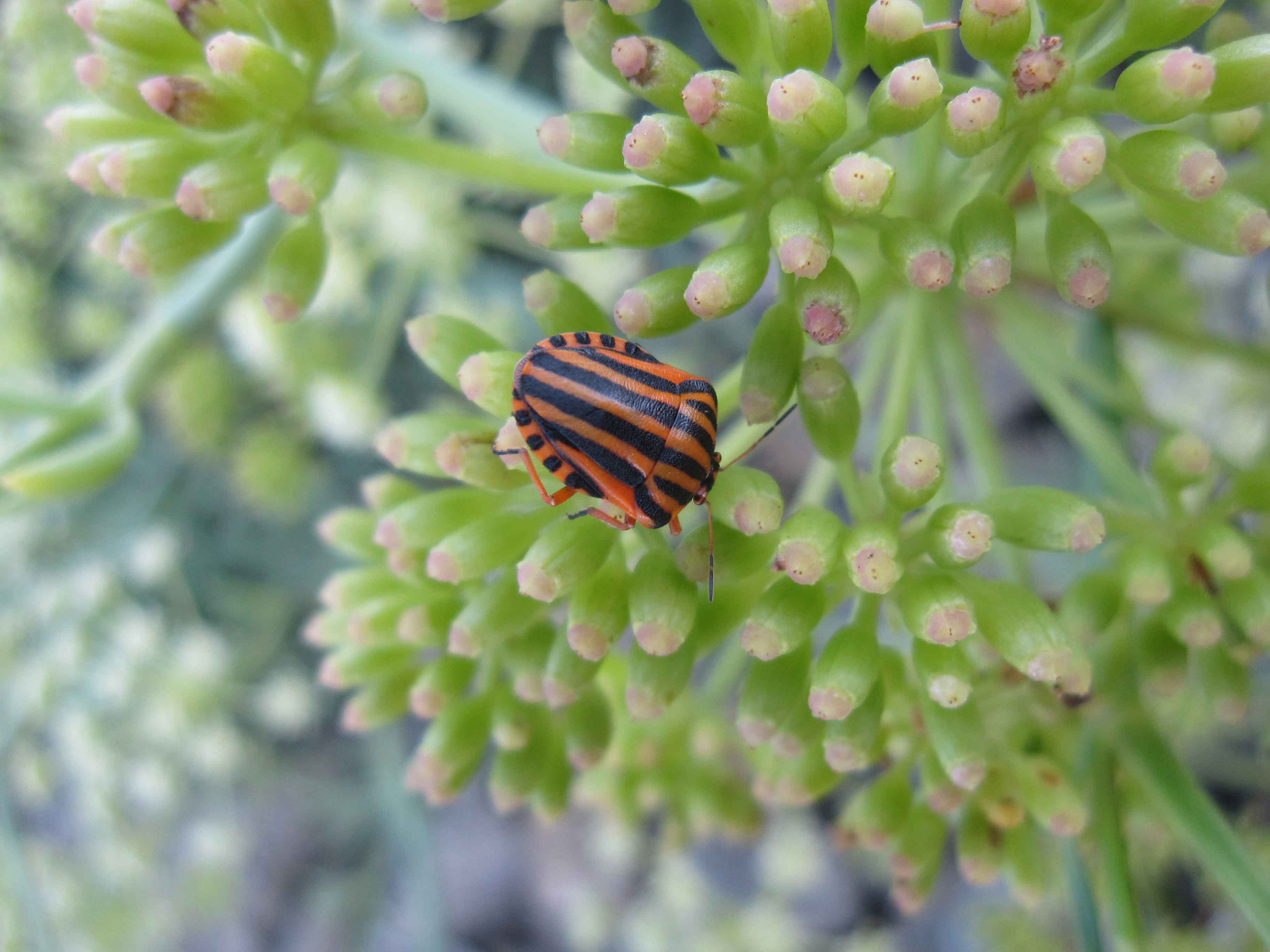 Carpocoris mediterraneus atlanticus e Graphosoma lineatum lineatum