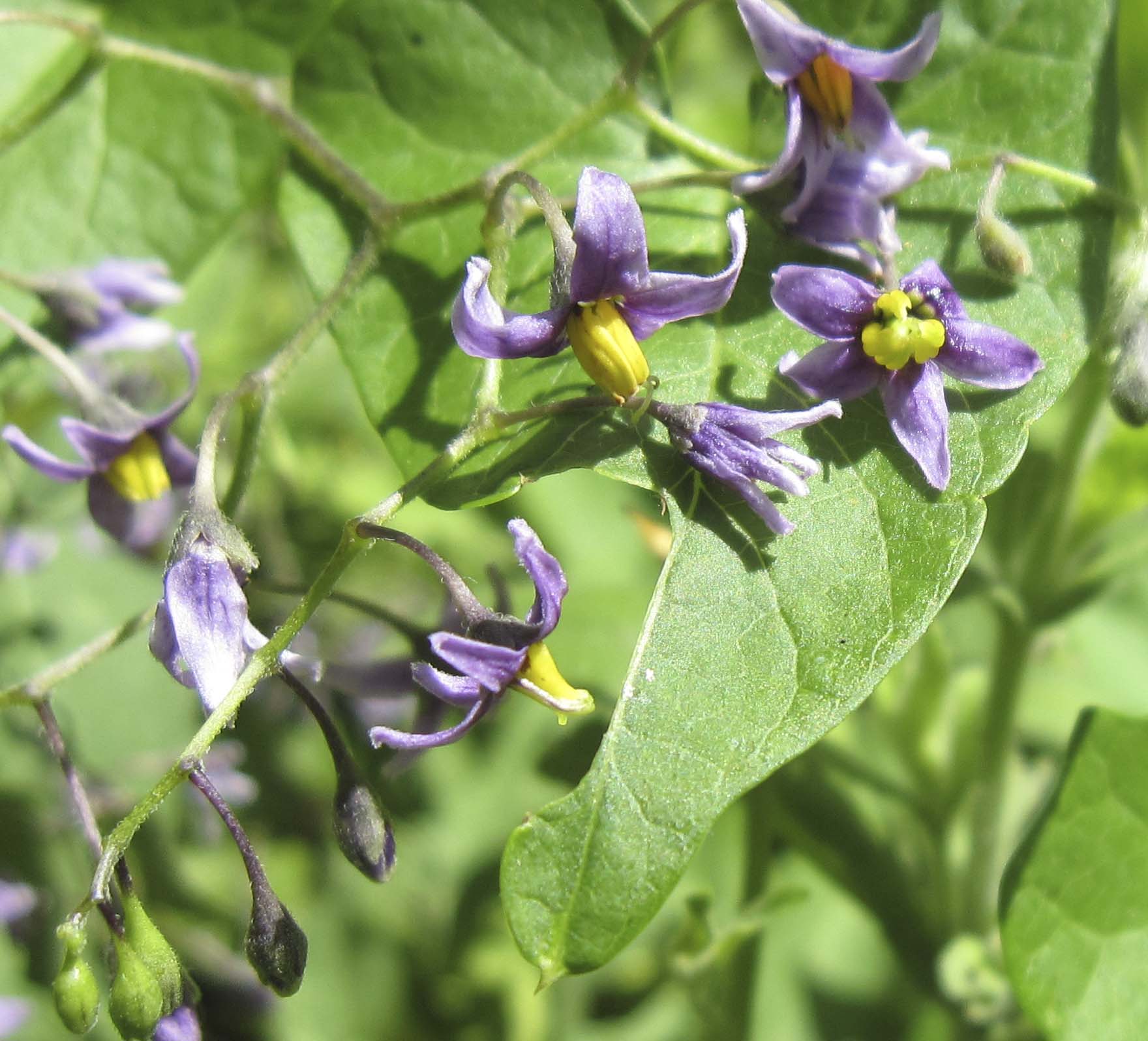 Solanum dulcamara
