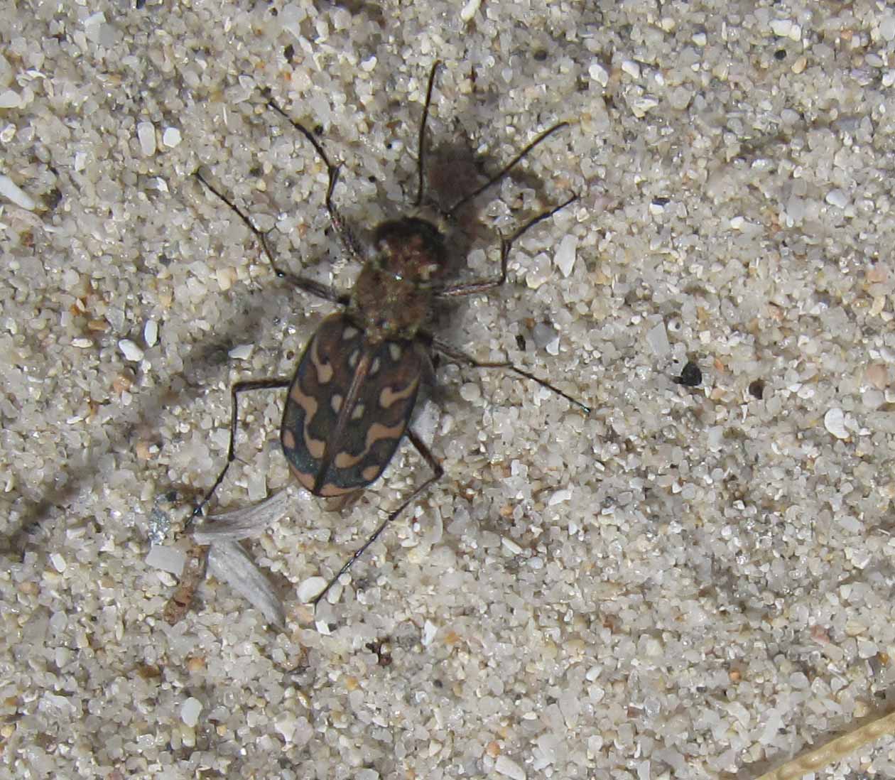 sulla spiaggia: Lophyra flexuosa sardea