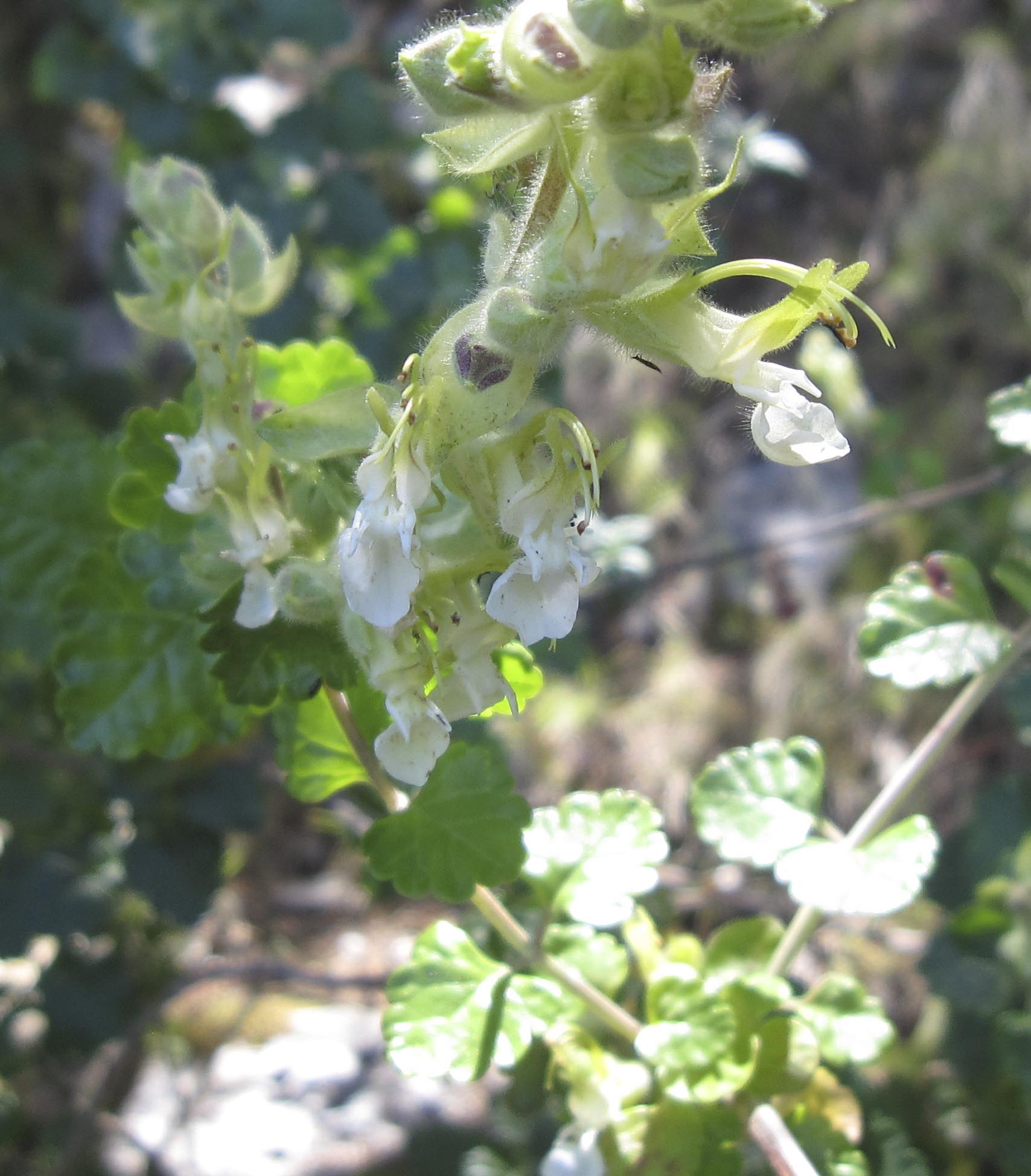 Isola di Tavolara: Teucrium flavum subsp. glaucum