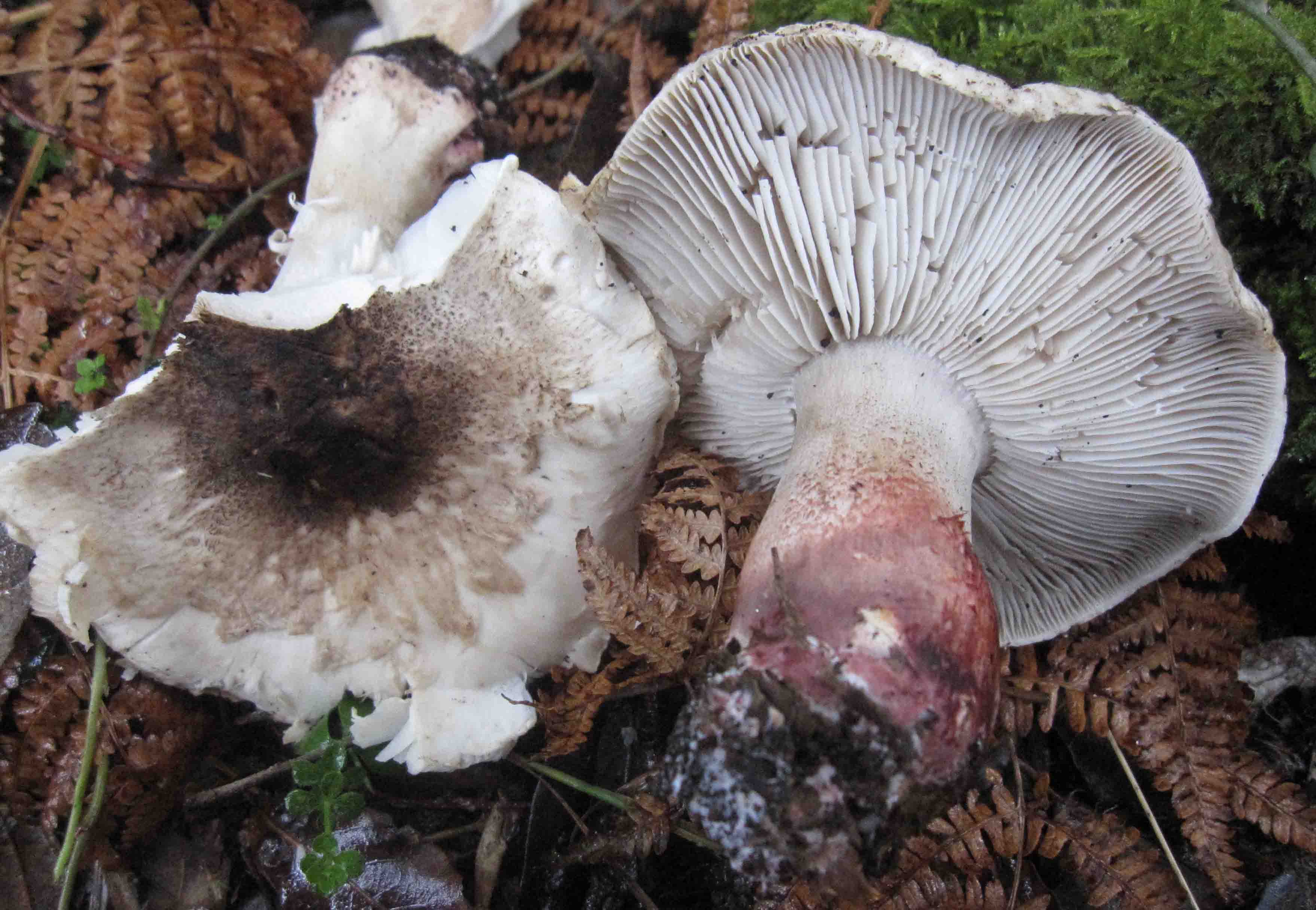 Un p� di funghi