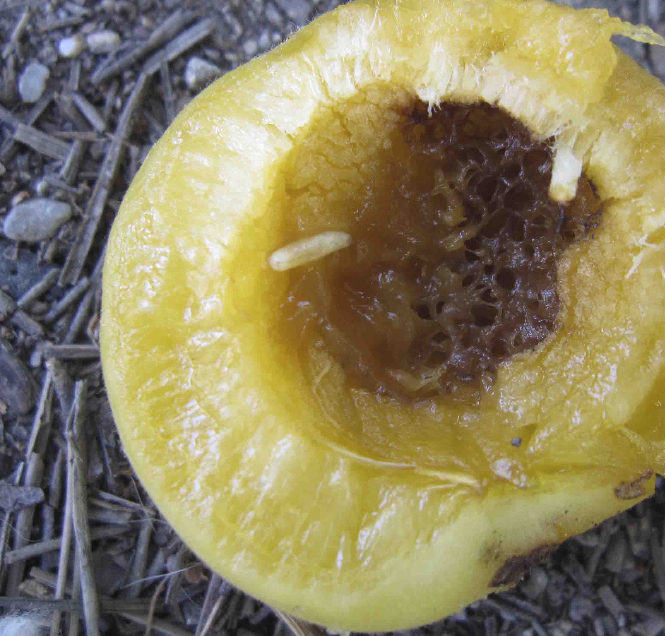 parassita frutti?