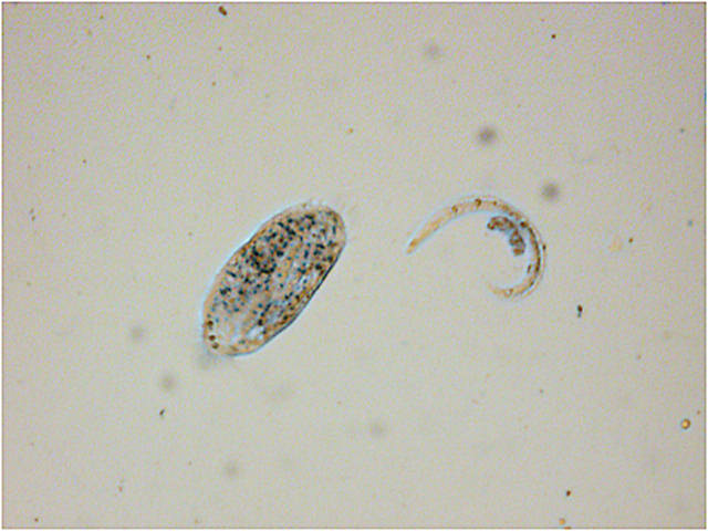 nematode?