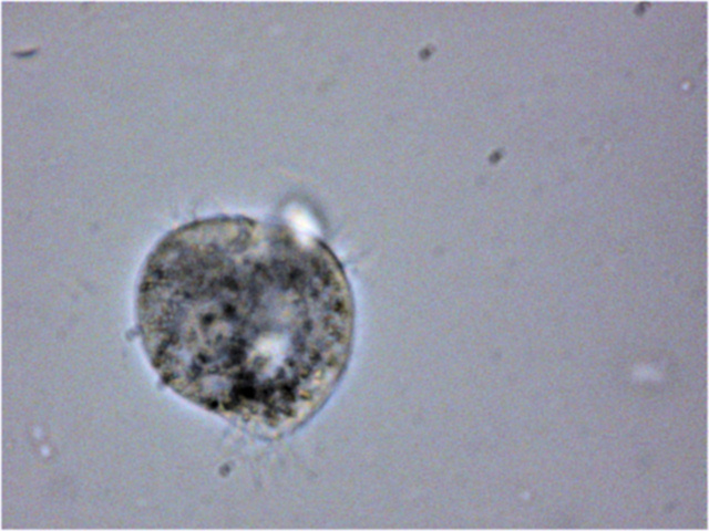 identificazione ciliato