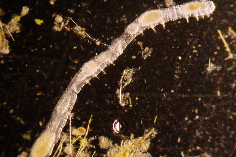 Chaetogaster sp.