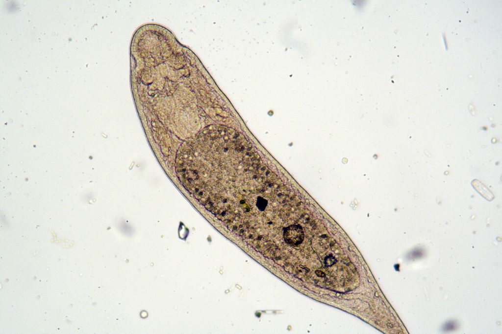 ancora turbellari: Stenostomum