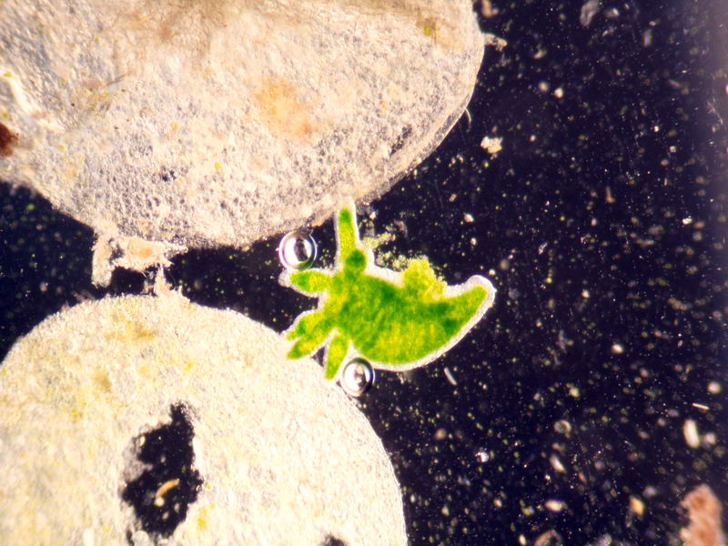 Hydra del mio ministagno (foto)