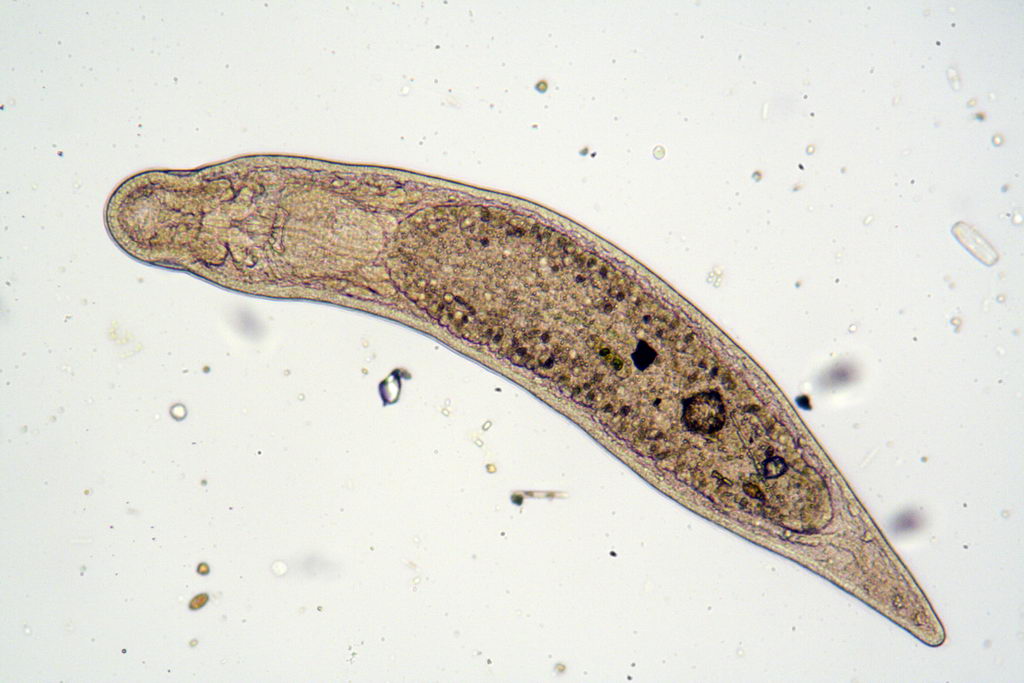 ancora turbellari: Stenostomum