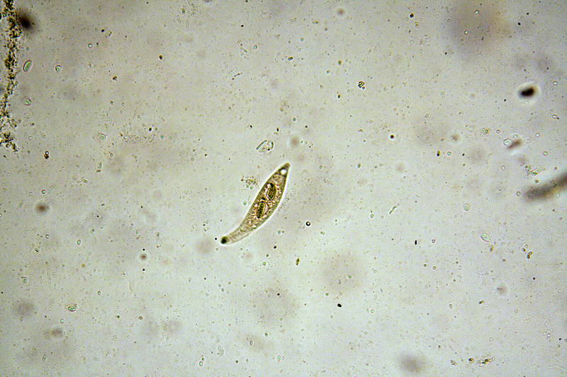 Litonotus (foto)