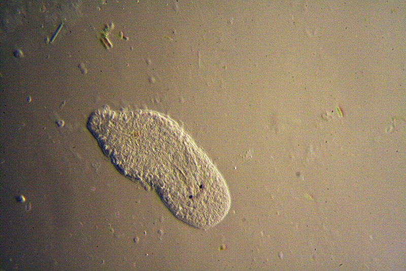 Turbellare da classificare (immagini)