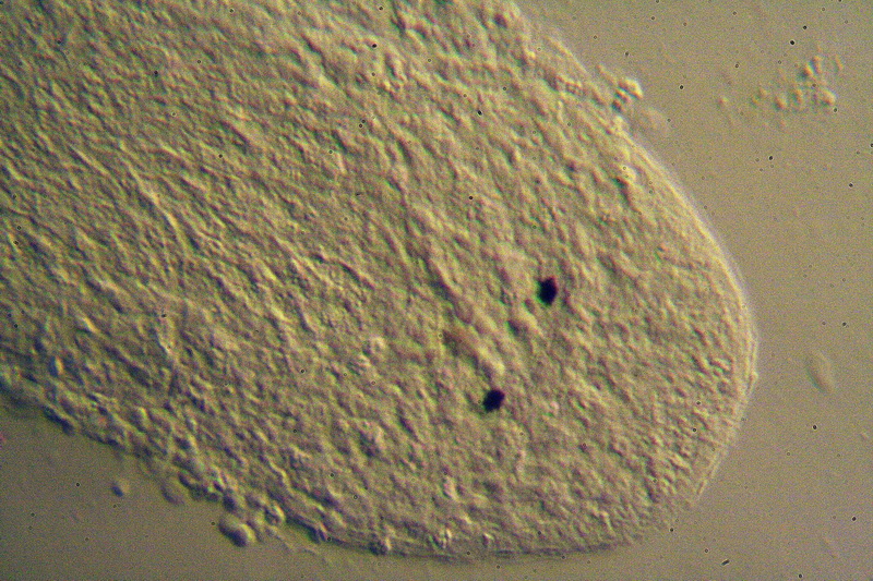Turbellare da classificare (immagini)