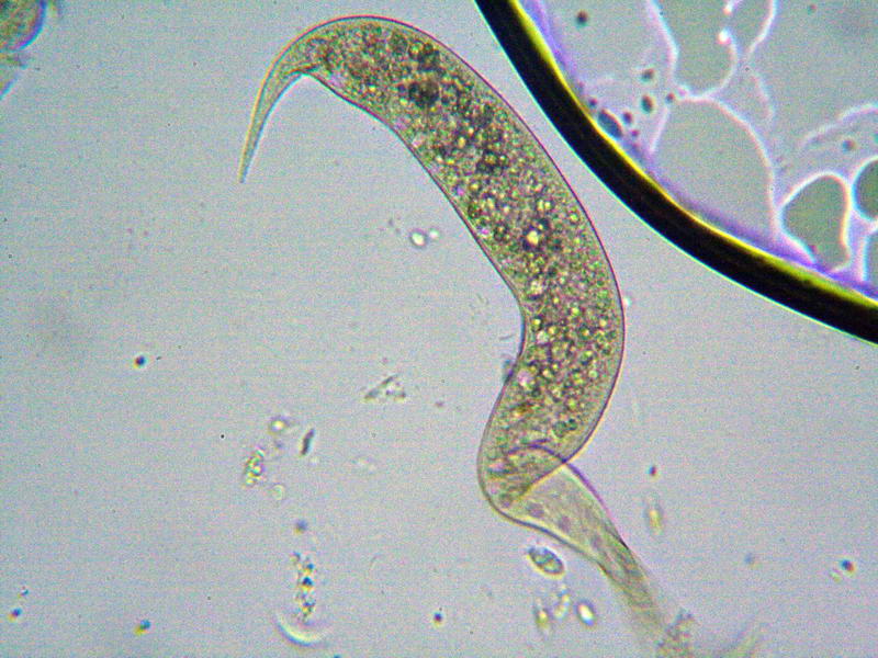 Dileptus sp.
