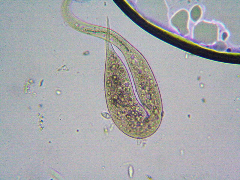 Dileptus sp.