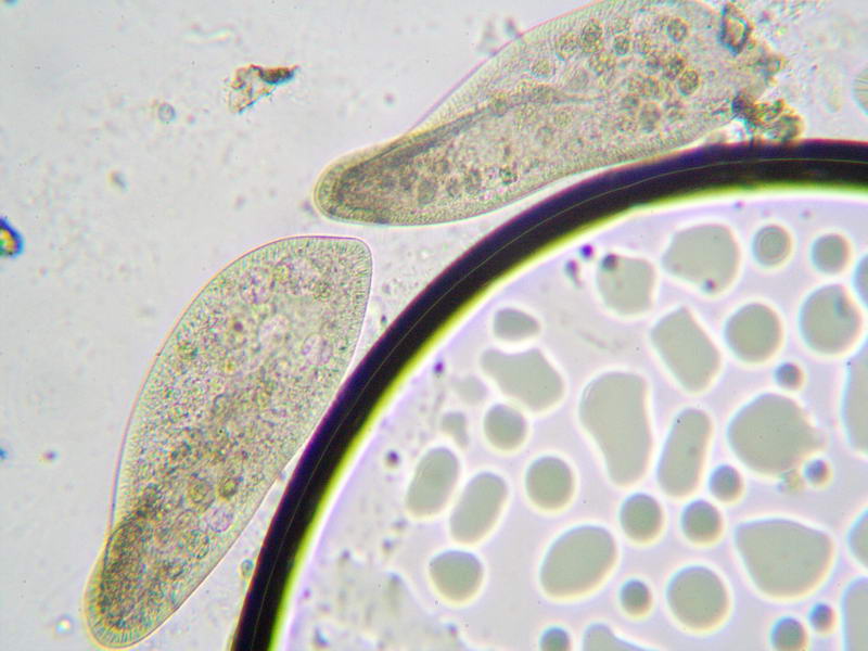 Paramecium sp. (400x - 200x)