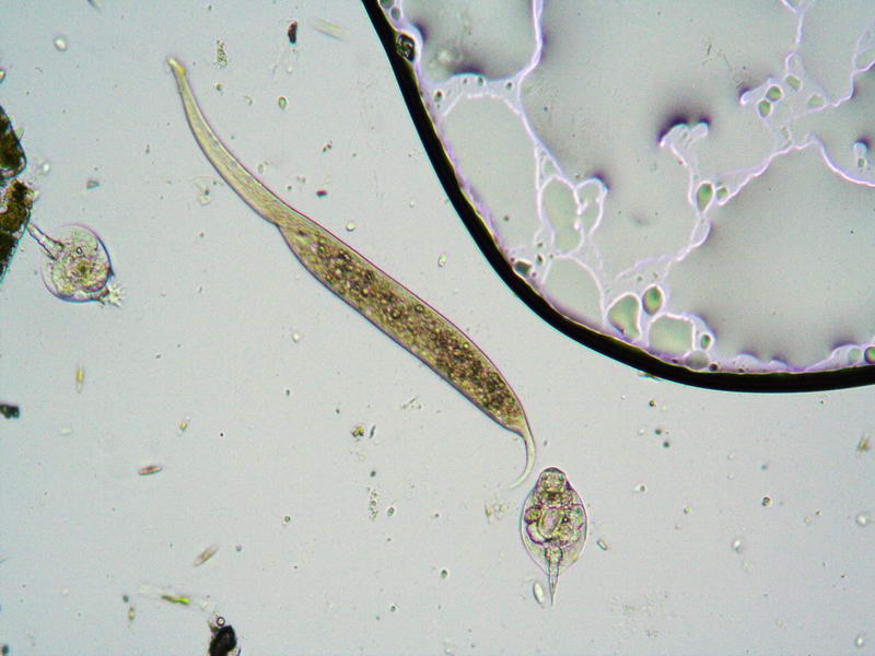 Dileptus sp.