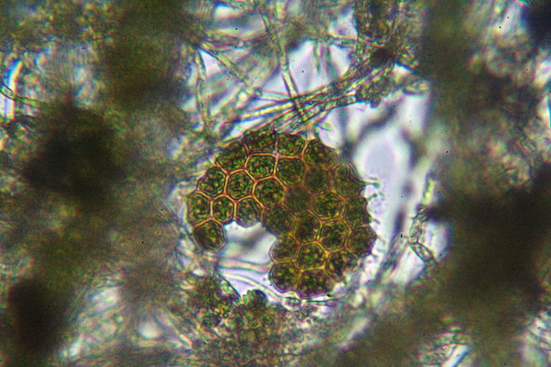 Ancora Pediastrium