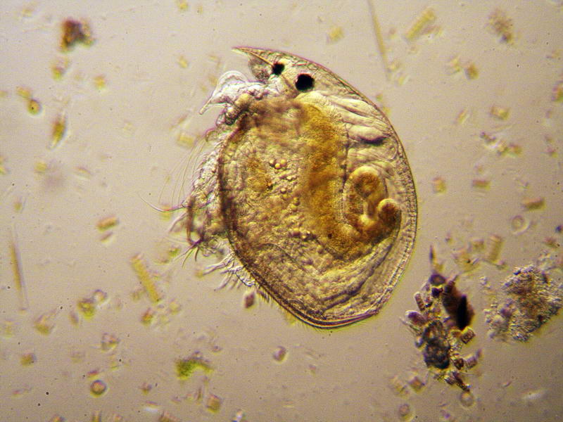 chydorus (immagini)